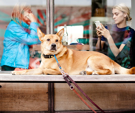 Raksha store pet clinic